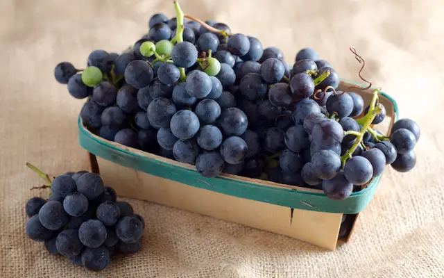 Alkaline Concord Slip Skin Grapes